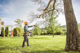 Best Tree Disease Treatment  in Patton Village, TX
