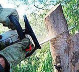 Best Emergency Tree Removal  in Patton Village, TX