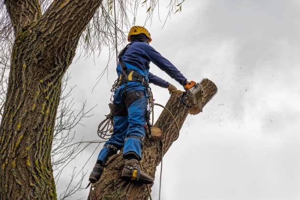 Best Firewood Processing and Delivery  in Patton Village, TX