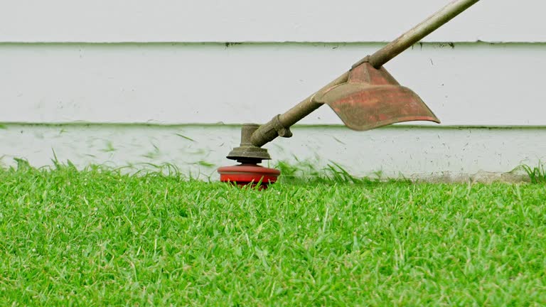 Tree and Shrub Care in Patton Village, TX