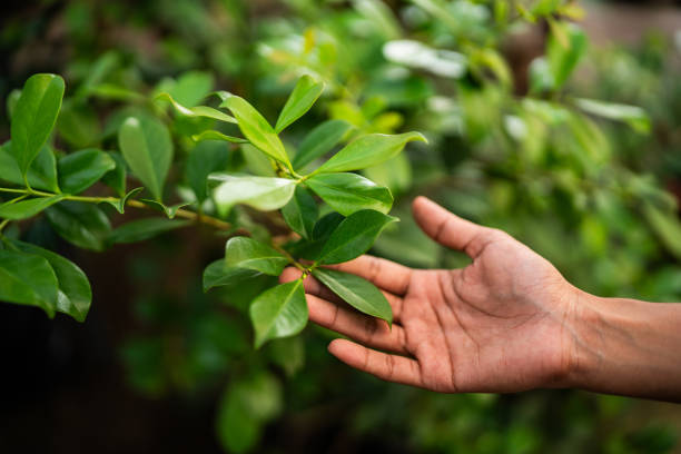 Best Tree Trimming and Pruning  in Patton Village, TX