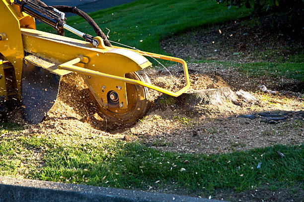 Best Tree Preservation Services  in Patton Village, TX