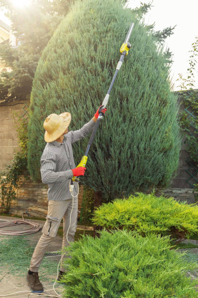 Trusted Patton Village, TX Tree Services Experts