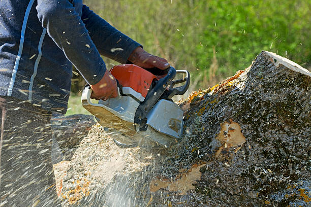 Best Seasonal Cleanup (Spring/Fall)  in Patton Village, TX